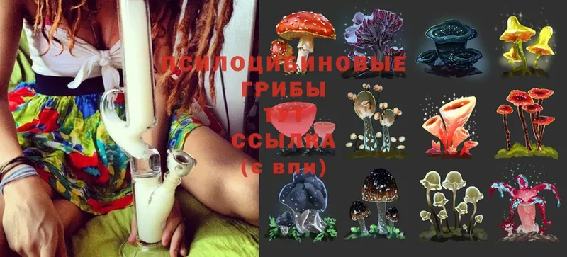 цена   Каргат  маркетплейс официальный сайт  Галлюциногенные грибы MAGIC MUSHROOMS 